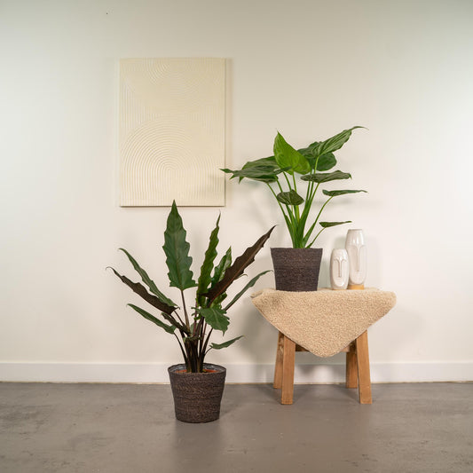 Alokasie Duo: Exotische Zimmerpflanzen 60-75 cm