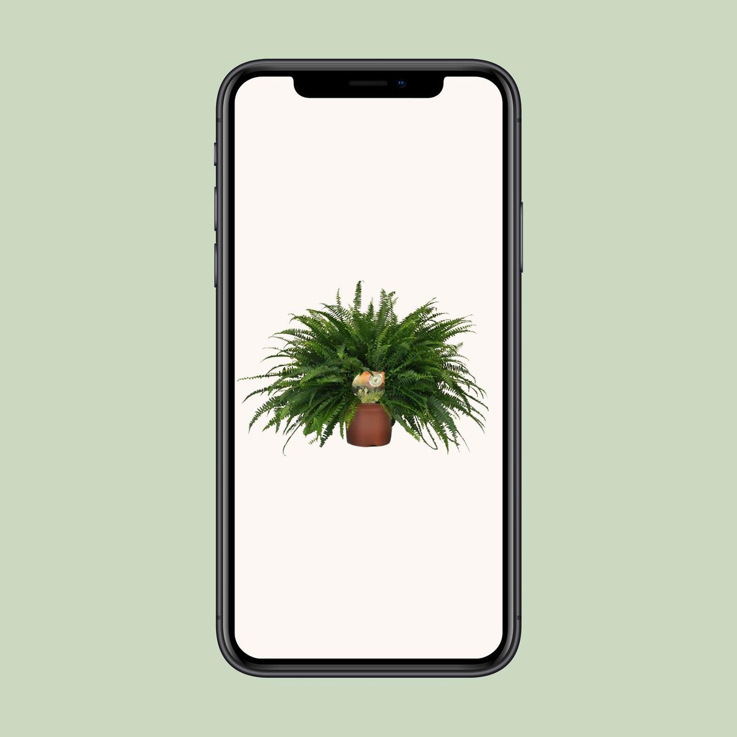 Grünlilie 'Green Lady' – pflegeleichte Zimmerpflanze 60cm