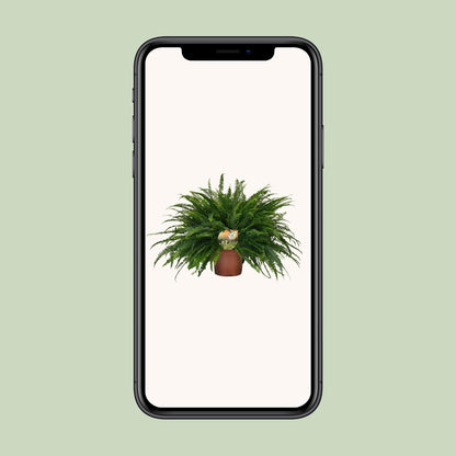 Grünlilie 'Green Lady' – pflegeleichte Zimmerpflanze 60cm