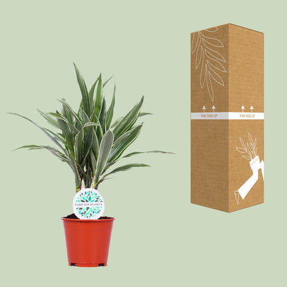 Dracaena Warneckei – Pflegeleichte Zimmerpflanze Ø14cm