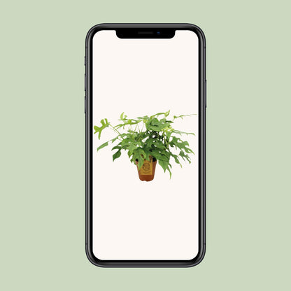 Monstera Minima – Pflegeleichte Zimmerpflanze Ø15 cm
