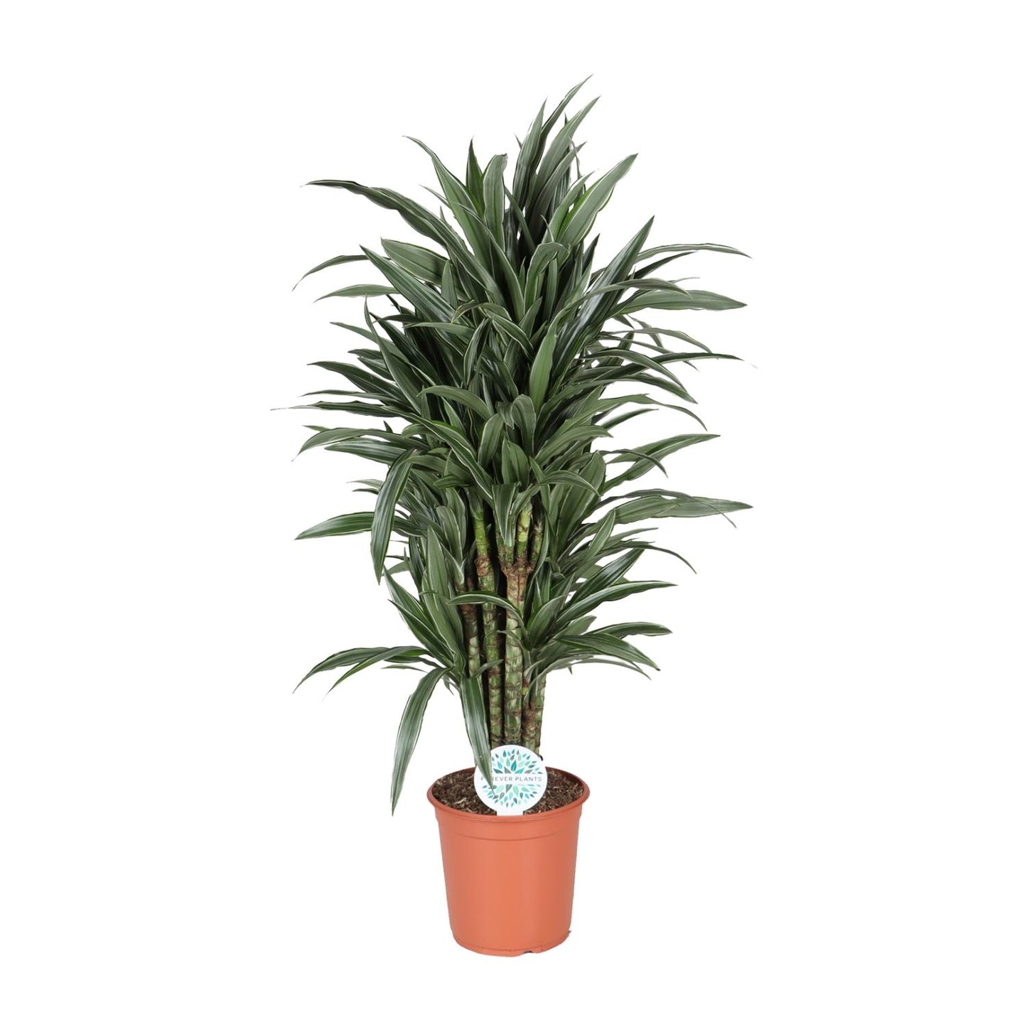 Dracaena Deremensis Warneckei – Pflegeleichter Drachenbaum Ø24cm