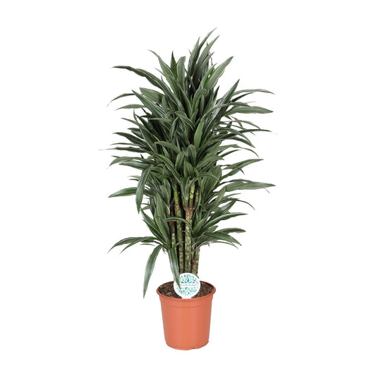 Dracaena Deremensis Warneckei – Pflegeleichter Drachenbaum Ø24cm