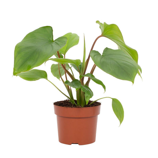 Homalomena Maggy – Pflegeleichte Glücksfeder Ø12cm