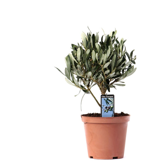 Olivenbaum auf Stamm – Mediterrane Zimmerpflanze Ø13cm