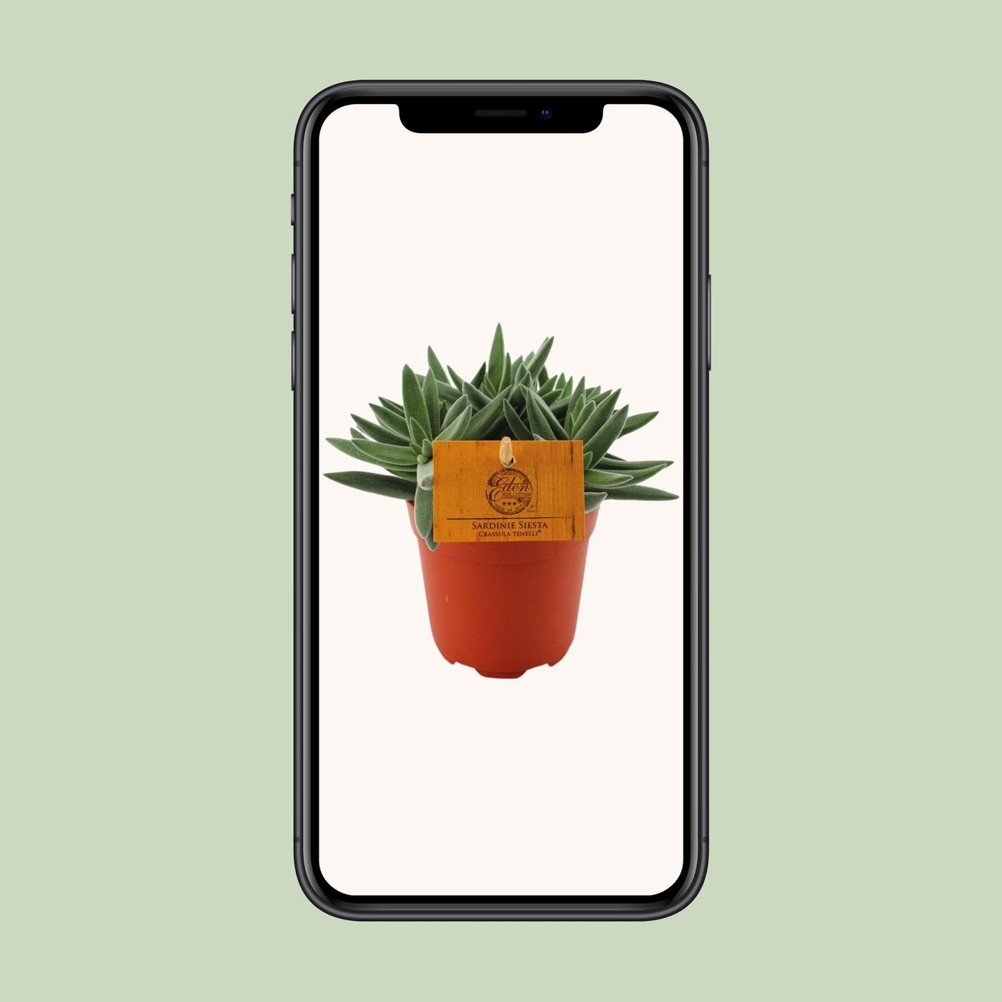Crassula Tenelli – Pflegeleichte Jade-Pflanze Ø11 cm