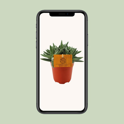Crassula Tenelli – Pflegeleichte Jade-Pflanze Ø11 cm