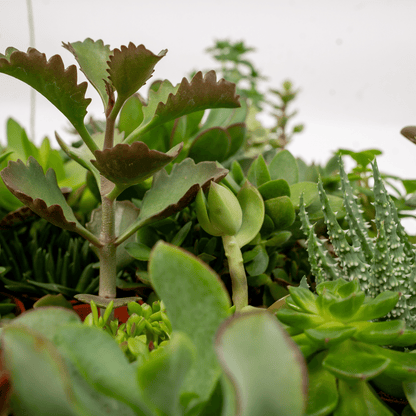 Sukkulenten Mix – 10 pflegeleichte Pflanzen Ø 5,5 cm