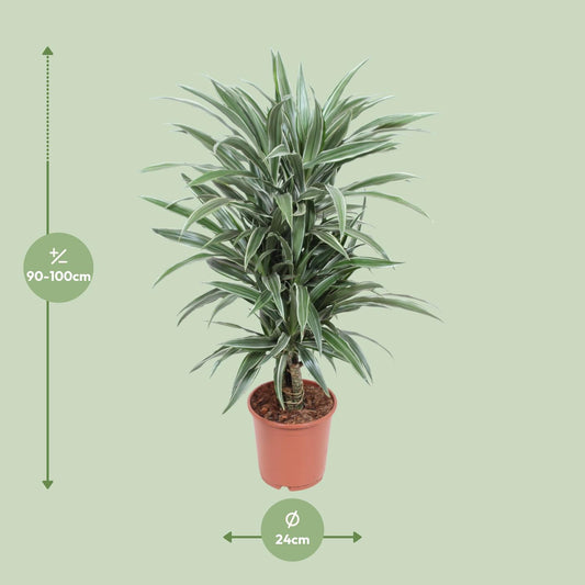 Dracaena Warneckei – Pflegeleichter Drachenbaum Ø24cm, 100cm hoch