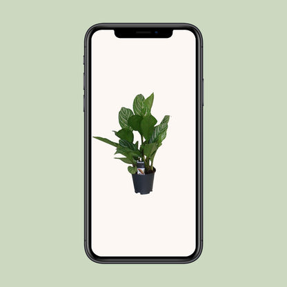 Aglaonema Stripes – Pflegeleichte luftreinigende Zimmerpflanze Ø17cm