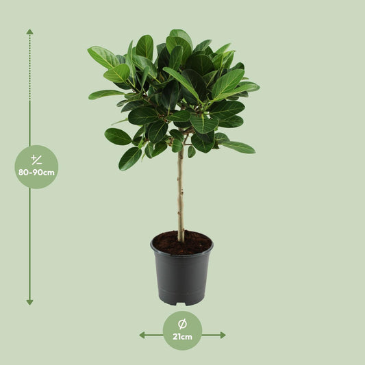 Ficus benghalensis Petite Audrey – Pflegeleichte Zimmerpflanze Ø21cm