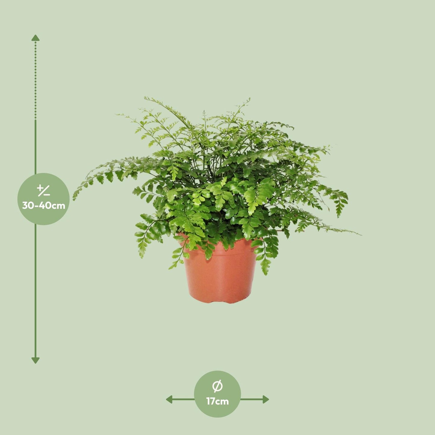 Asplenium Parvati – Pflegeleichter Spleenwort Ø17cm