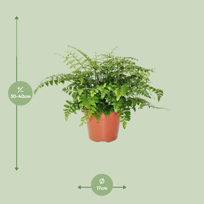 Asplenium Parvati – Pflegeleichter Spleenwort Ø17cm