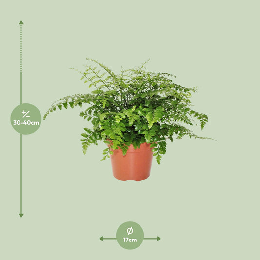 Asplenium Parvati – Pflegeleichter Spleenwort Ø17cm