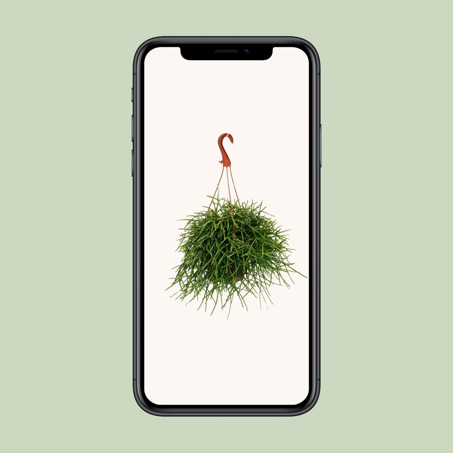 Rhipsalis Pulchra – Trendige, pflegeleichte Zimmerpflanze Ø17cm