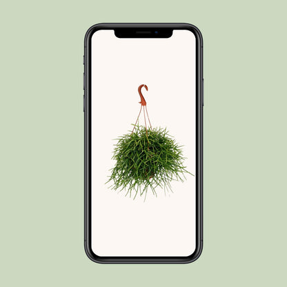 Rhipsalis Pulchra – Trendige, pflegeleichte Zimmerpflanze Ø17cm