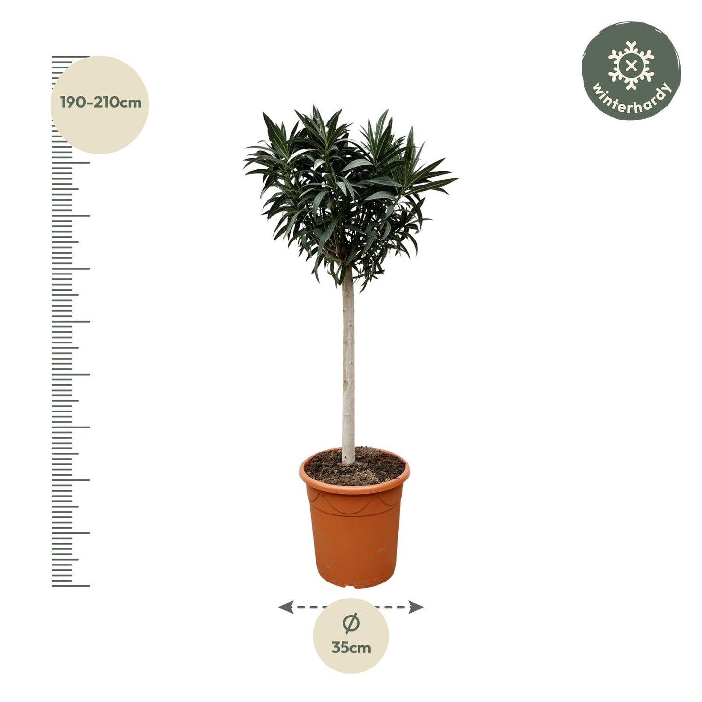 Nerium Oleander weiß blühend Stamm 200cm Ø35cm