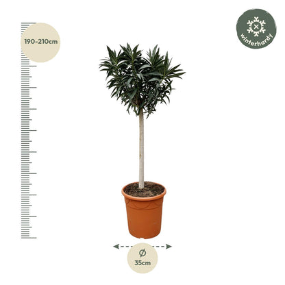 Nerium Oleander weiß blühend Stamm 200cm Ø35cm