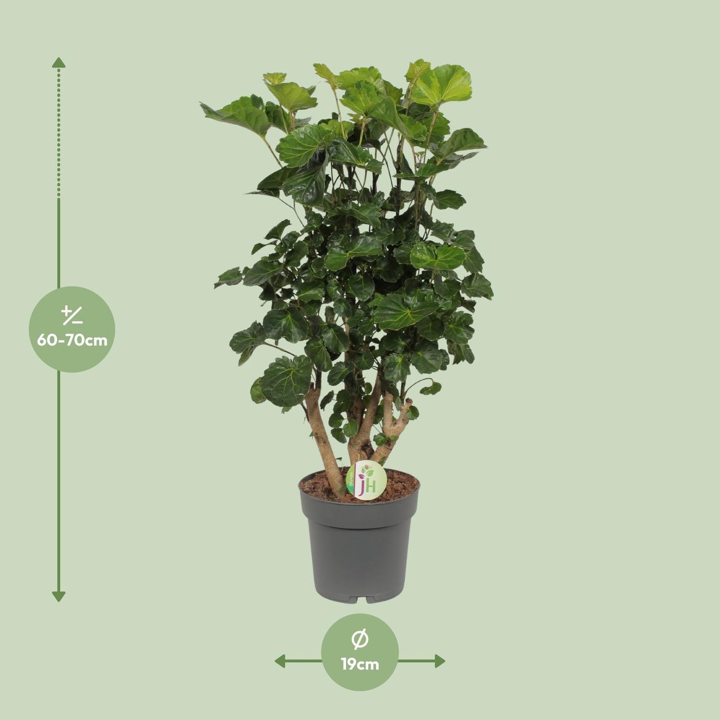 Aralie 'Lemon Lime' – Tropische, pflegeleichte Zimmerpflanze Ø19cm