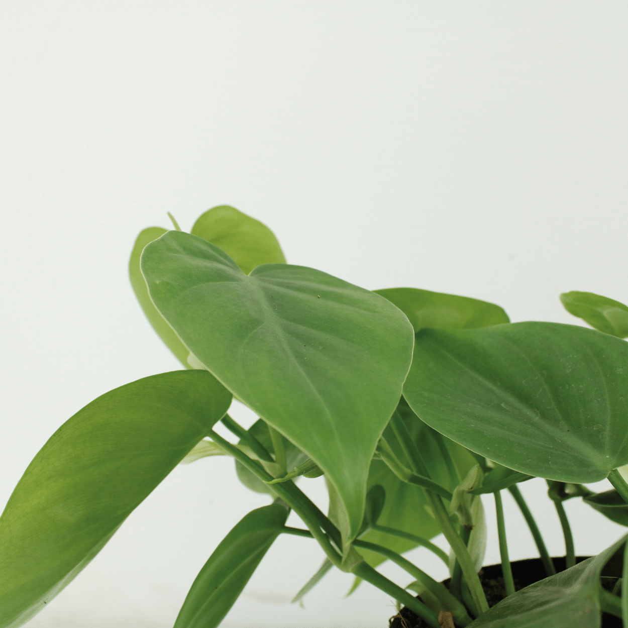 2x Philodendron Scandens – Pflegeleichte Zimmerpflanze 12 cm