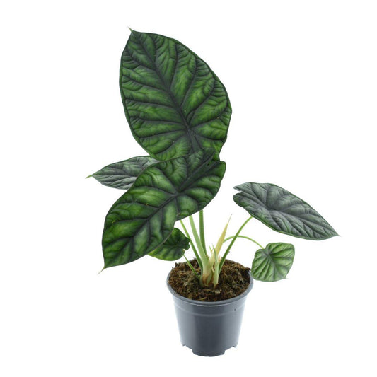 Alocasia Dragon Scale – Drachenschuppen Alokasie Ø14cm