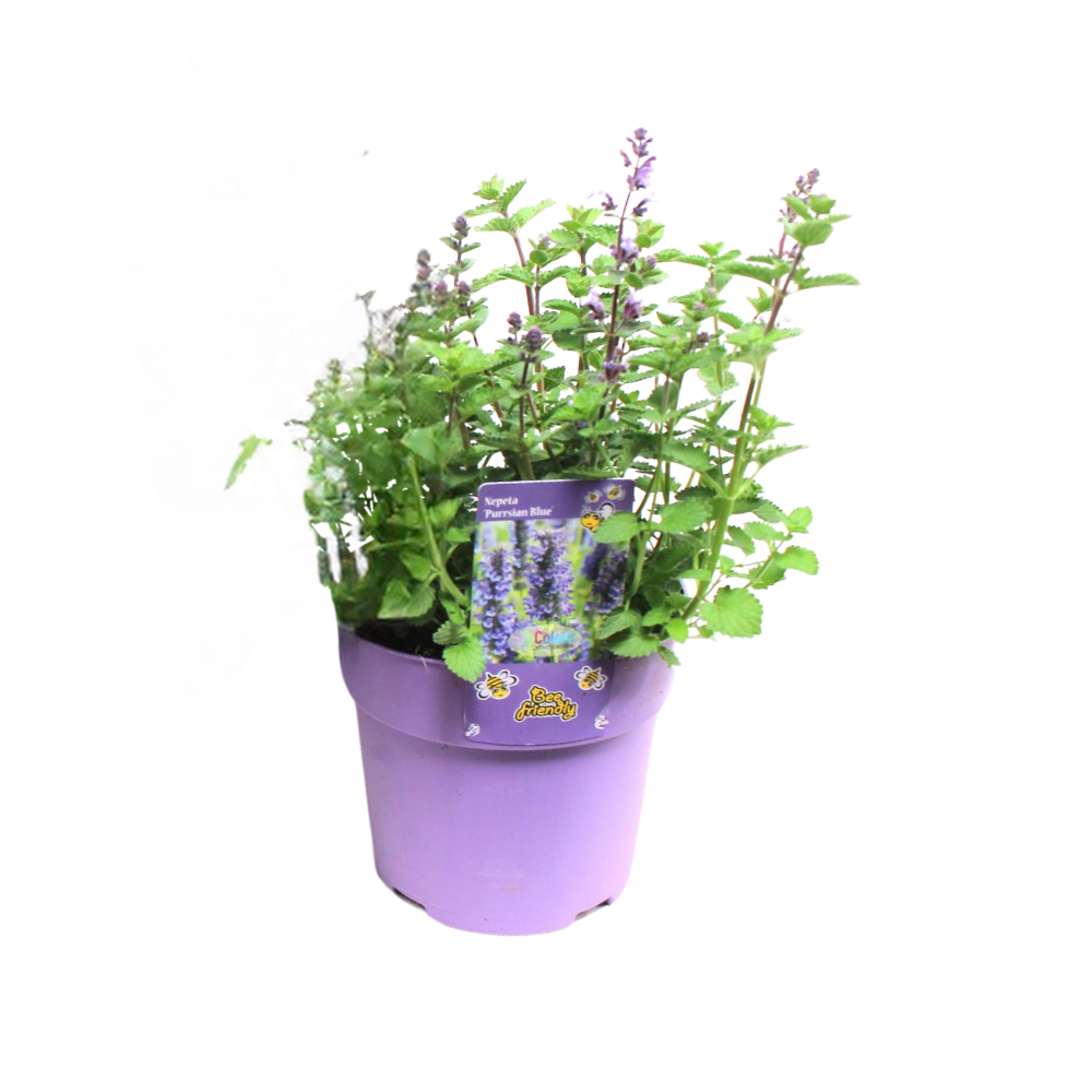 Nepeta Purrsian Blue – Pflegeleichte Duftpflanze Ø15 cm