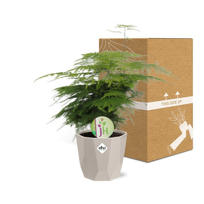 Spargelfarn ‘Plumosus’ in ELHO b.for rock 14 cm warm grey