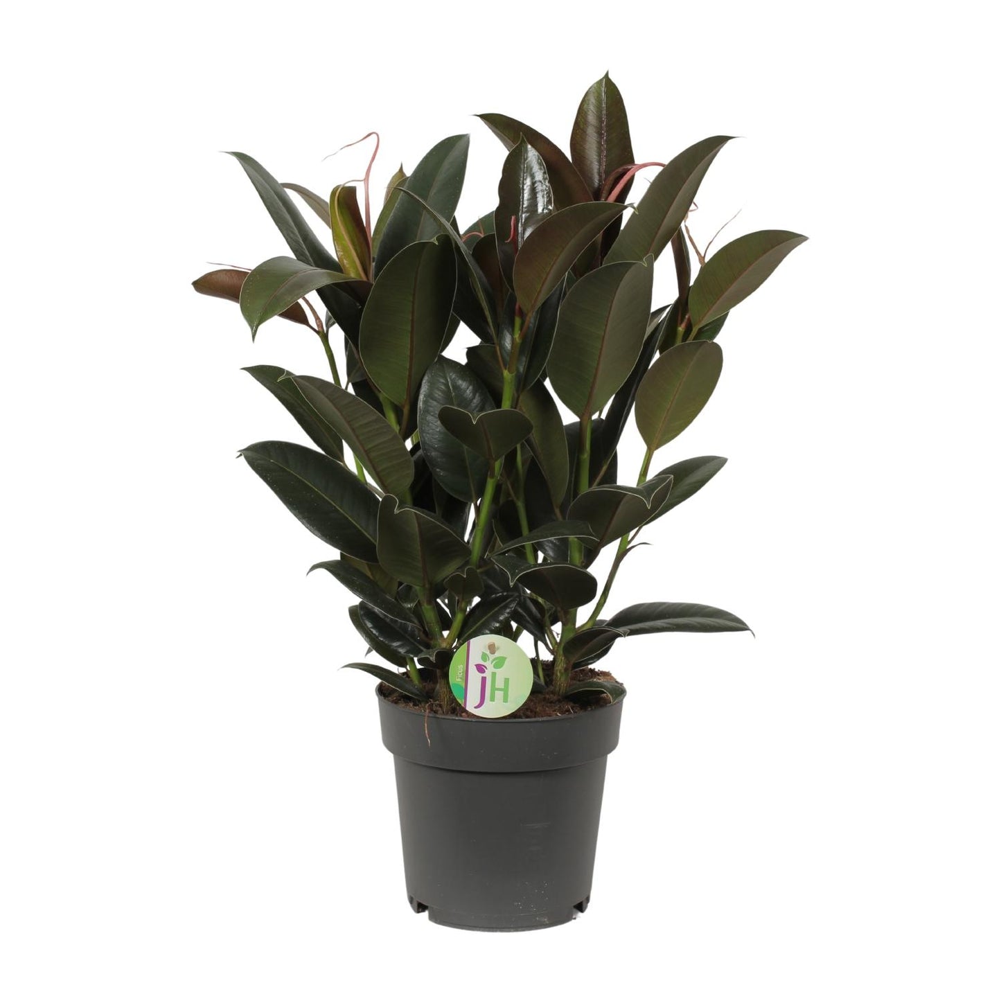 Ficus Melany – Pflegeleichte Zimmerpflanze Ø19cm