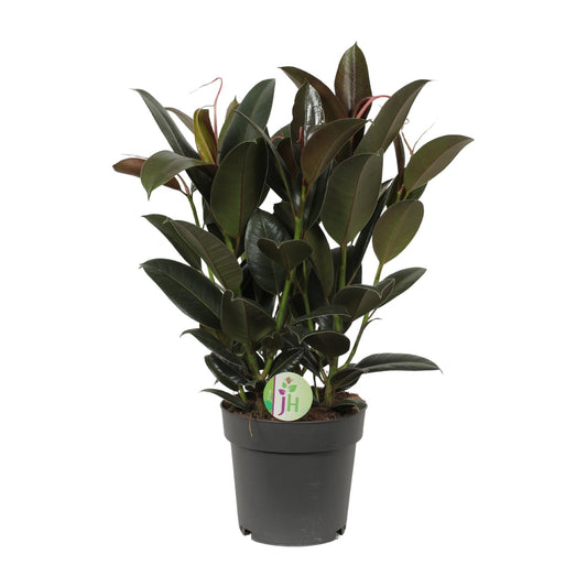 Ficus Melany – Pflegeleichte Zimmerpflanze Ø19cm