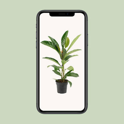 Ficus Benghalensis Roy – Pflegeleichte Zimmerpflanze Ø17cm