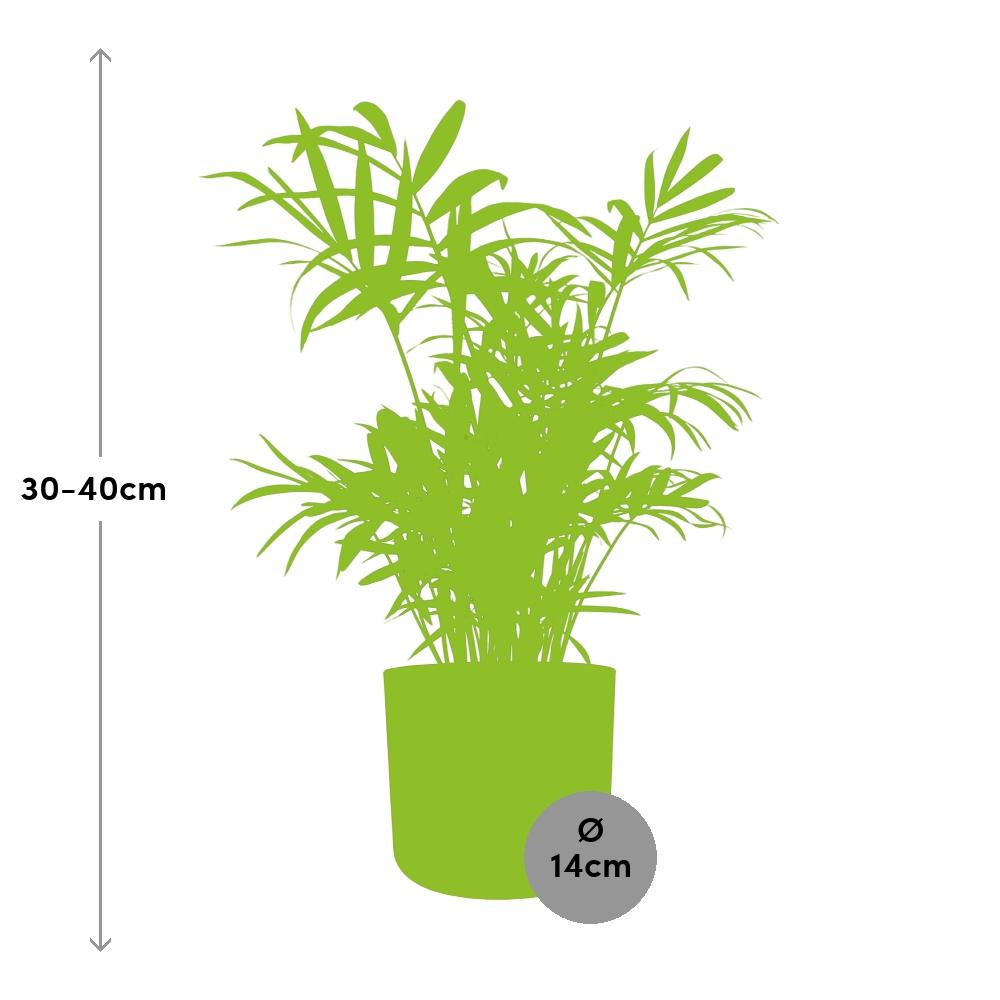 Chamaedorea Zwergbergpalme im ELHO Topf 14 cm Brique