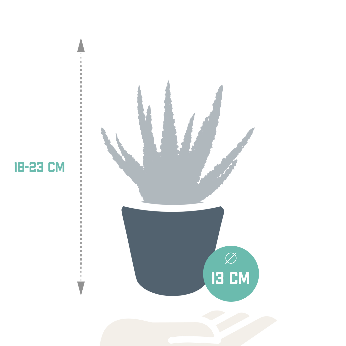 Aloe Zebrina Dannyz 10,5cm im weißen Topf