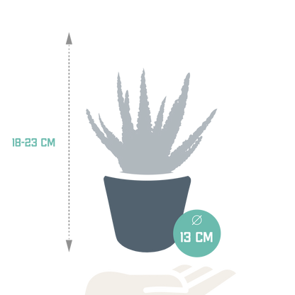 Aloe Zebrina Dannyz 10,5cm im weißen Topf