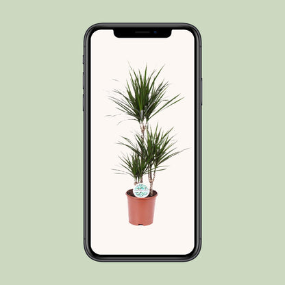 Dracaena Marginata Ø21cm – Pflegeleichte Zimmerpflanze bis 115cm
