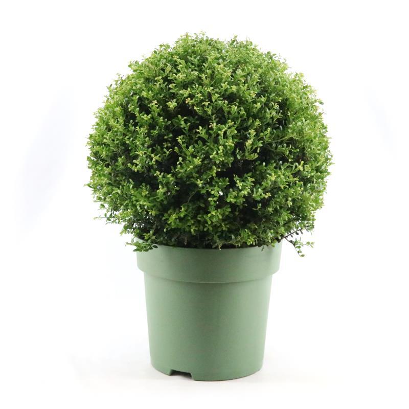 Japanische Stechpalme Kugel Ø50 cm – Immergrün & Pflegeleicht