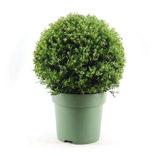 Japanische Stechpalme Kugel Ø50 cm – Immergrün & Pflegeleicht