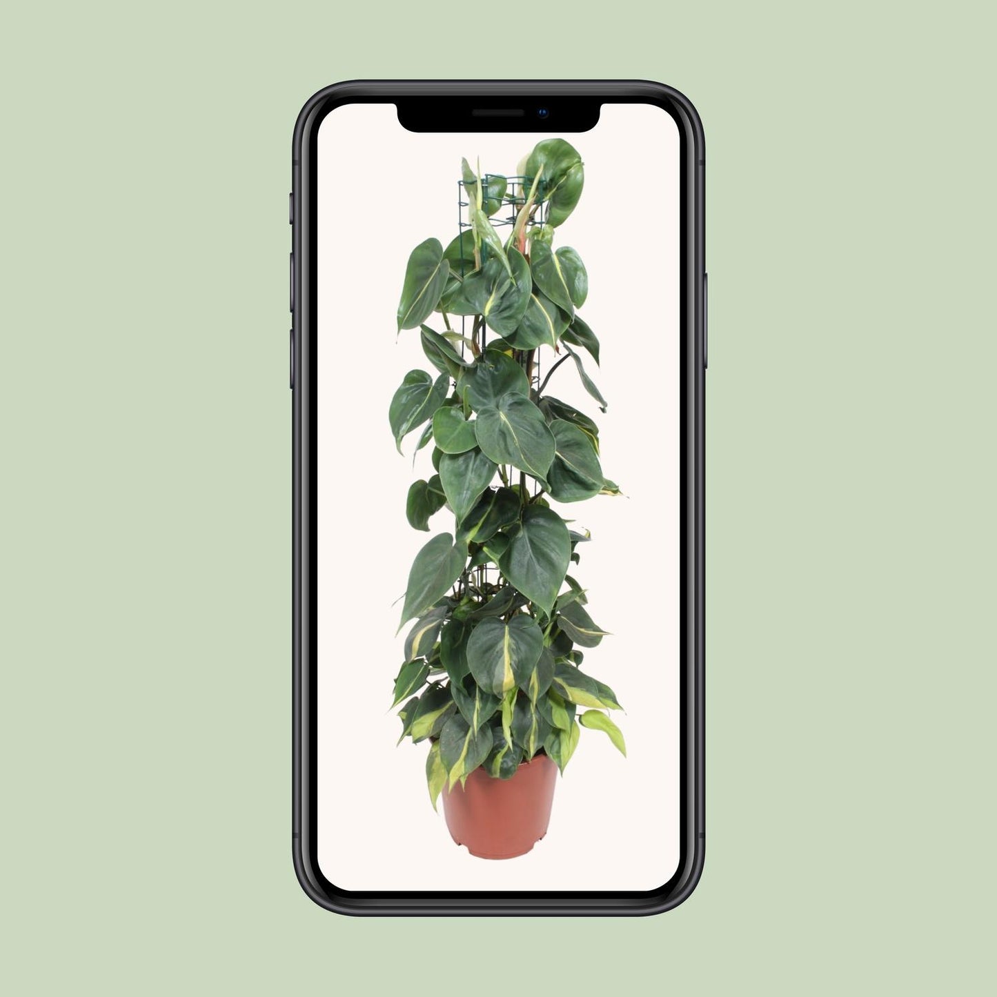 Herzblatt-Philodendron 'Brasil' – Tropische Hängepflanze Ø24cm