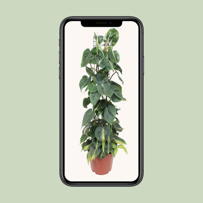 Herzblatt-Philodendron 'Brasil' – Tropische Hängepflanze Ø24cm