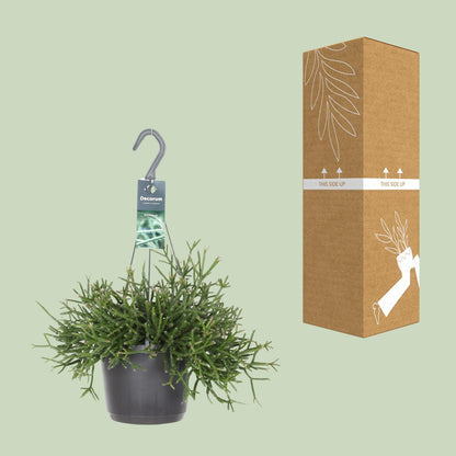 Rhipsalis Burchellii – Pflegeleichte Zimmerpflanze Ø17cm