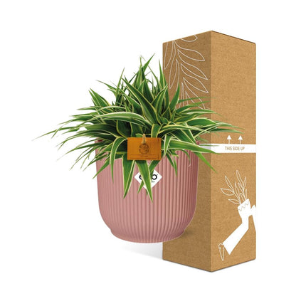 Chlorophytum Ocean 15cm im ELHO Vibes Fold Topf rosa