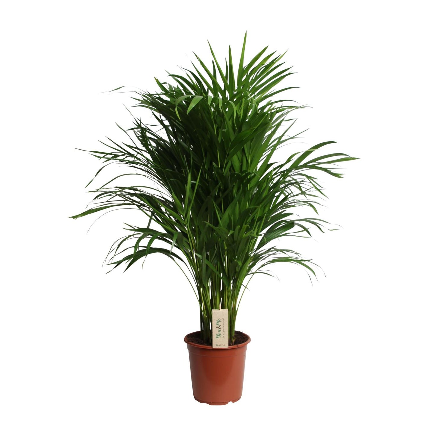 Dypsis Lutescens (Areca) – Pflegeleichte Zimmerpflanze Ø21cm