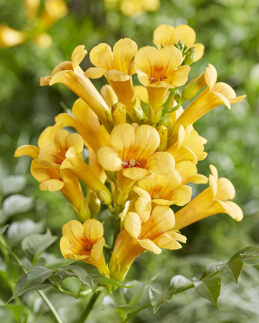 2x Campsis Summer Jazz 'Gold Trumpet' – Trompetenkletterer Ø15cm, 65cm hoch