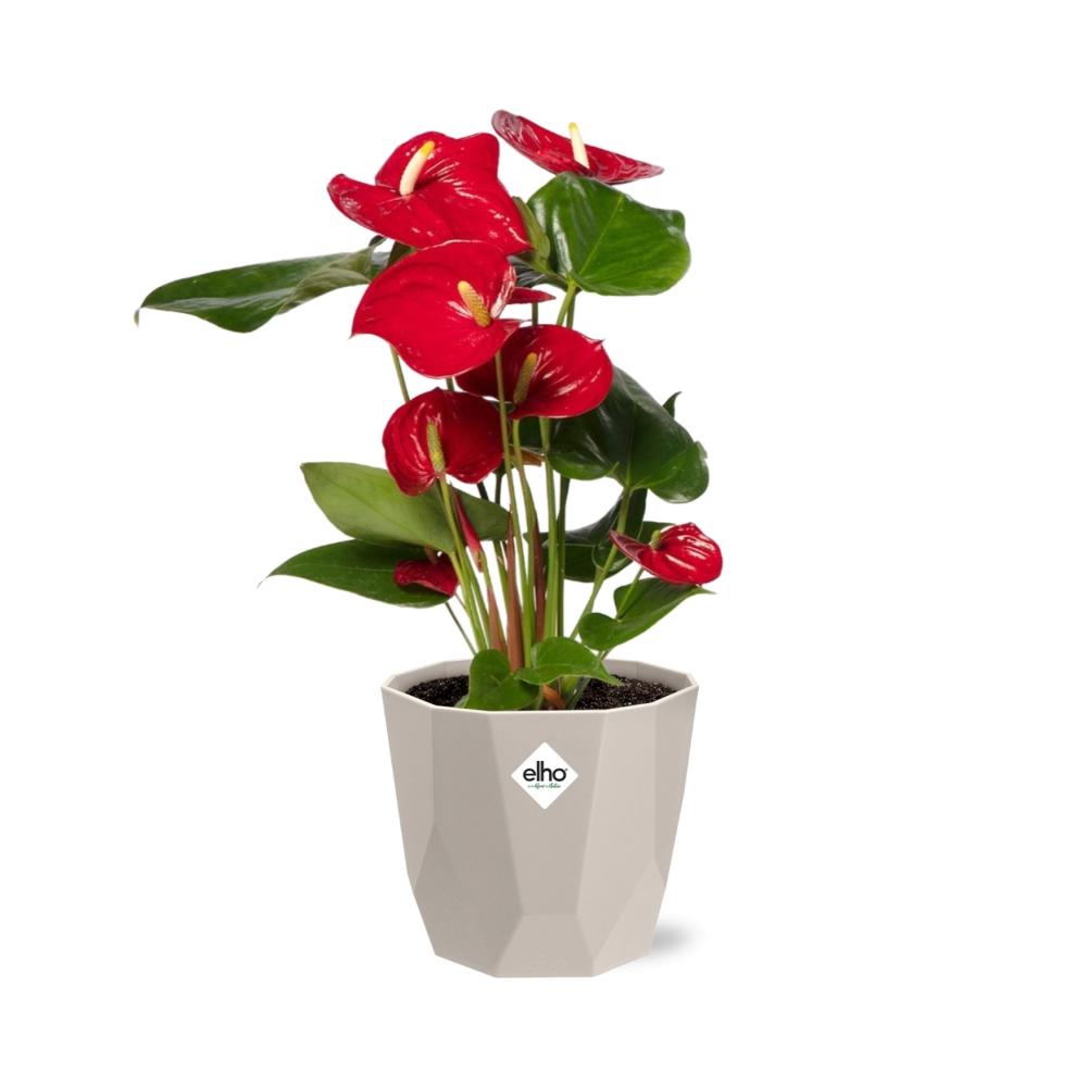 Anthurium Red 12 cm in ELHO b.for rock 14 cm warm grey