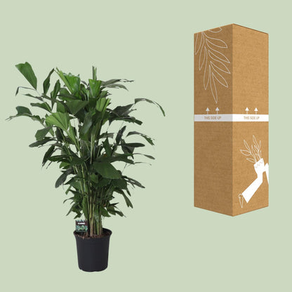 Caryota Mitis – Fishtail-Palme Ø24cm, 120cm hoch