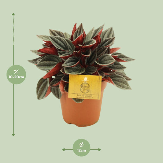 Peperomia Santorini – Pflegeleichte Zimmerpflanze Ø12cm