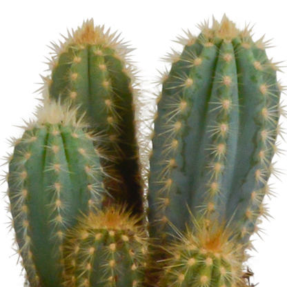 Cereus 3er Set im weißen Topf 10,5 cm – Pflegeleicht & Robust