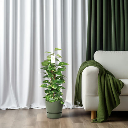 Epipremnum Pinnatum Mosstok – Goldene Efeutute 80 cm
