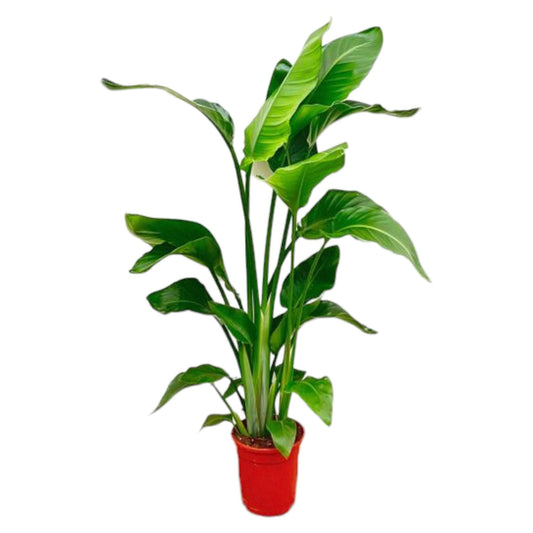 Strelitzia Nicolai – Tropische, pflegeleichte Zimmerpflanze 70-90 cm