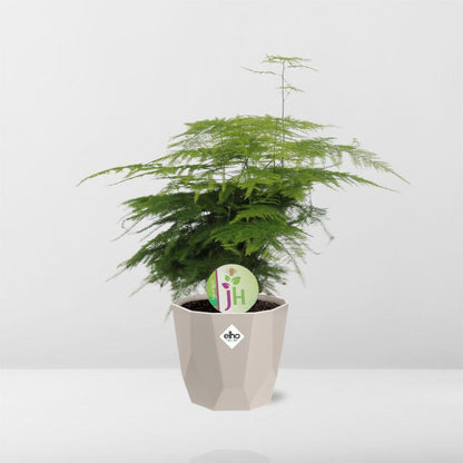 Spargelfarn ‘Plumosus’ in ELHO b.for rock 14 cm warm grey