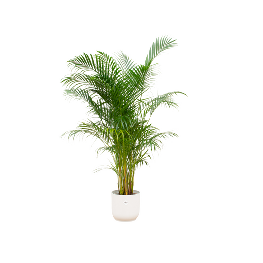 Areca-Palme im Elho Vibes Fold Round Topf Ø30 – 160 cm